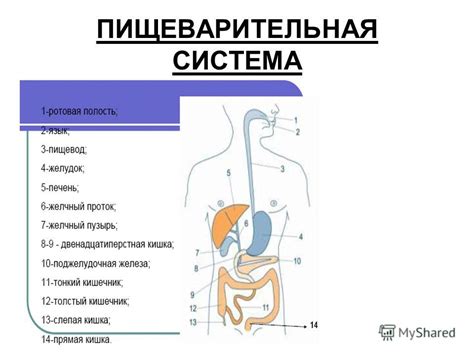 Влияние желудка на расщепление пищи при участии ферментов и кислоты