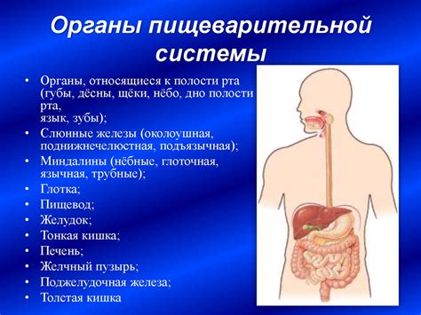 Влияние замены воды соками на работу пищеварительной системы