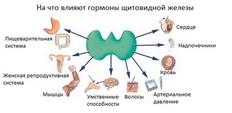 Влияние колебаний уровня основного гормона щитовидной железы на организм