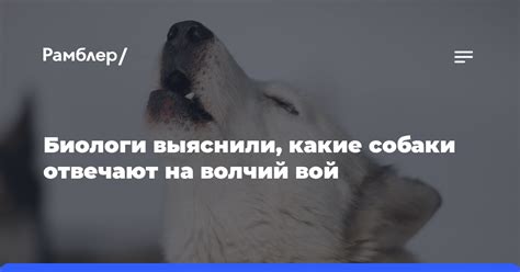 Влияние кормового состава на волчий манёвр