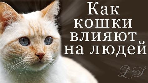 Влияние кошки встречи