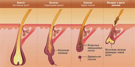 Влияние коэффициента наследственности на скорость роста волос у женщин