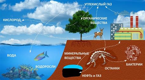 Влияние круговорота веществ