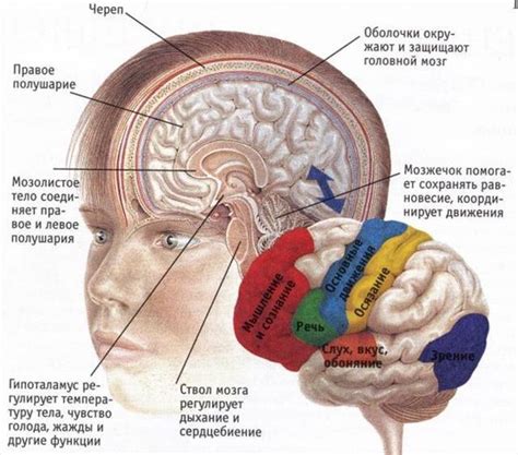 Влияние меланина на функционирование головного мозга