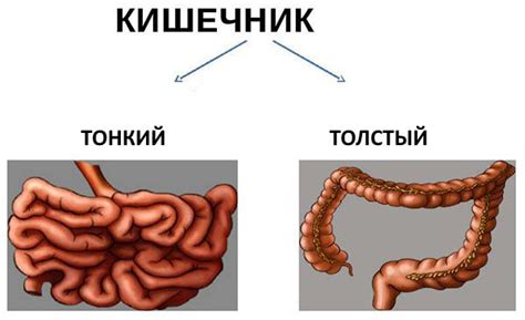 Влияние на желудок и кишечник