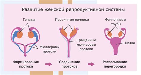 Влияние на работу женской репродуктивной системы