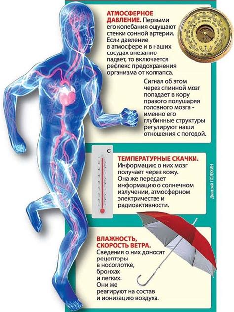 Влияние низкого атмосферного давления на работу дыхательной системы