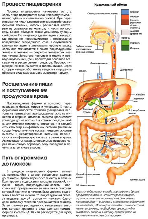 Влияние облепихи на пищеварительную систему