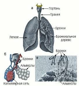 Влияние парообразования и сауны на органы дыхания у новорожденных