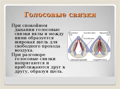 Влияние перепети на организм и голосовые связки