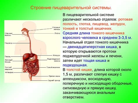 Влияние питания и преобразование пищеварительной системы