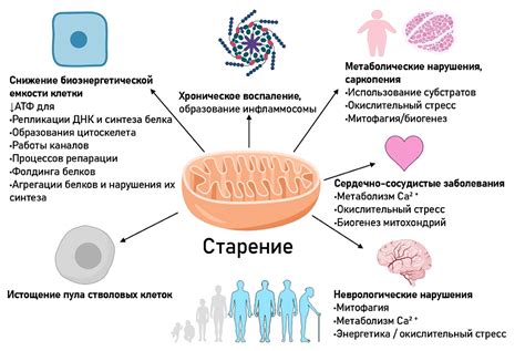 Влияние питания на работу митохондрий