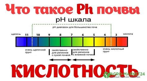 Влияние продолжительной активации на уровень кислотности гороха