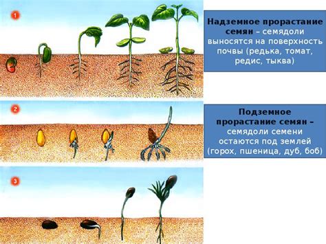 Влияние процесса ухода за растениями на их рост и развитие