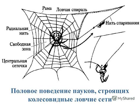 Влияние росы на поведение пауков