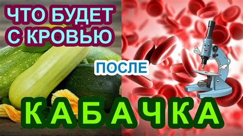 Влияние свежего кабачка на функционирование желудочно-кишечного тракта и метаболизм