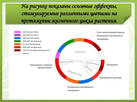 Влияние соседства на рост растений