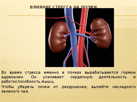 Влияние стресса на почки