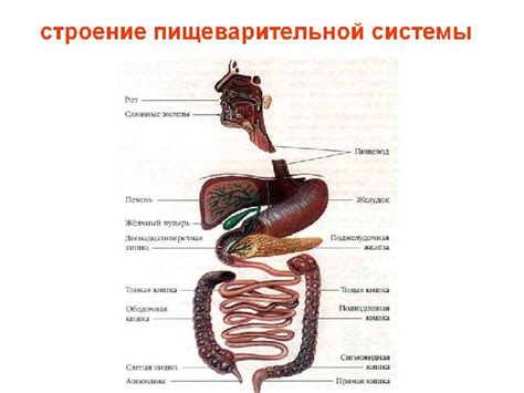 Влияние типа питания на органы пищеварения