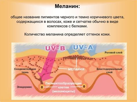 Влияние ультрафиолетового излучения на кожу с папилломами