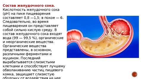 Влияние хурмы на кислотность желудочного сока и язвенную болезнь