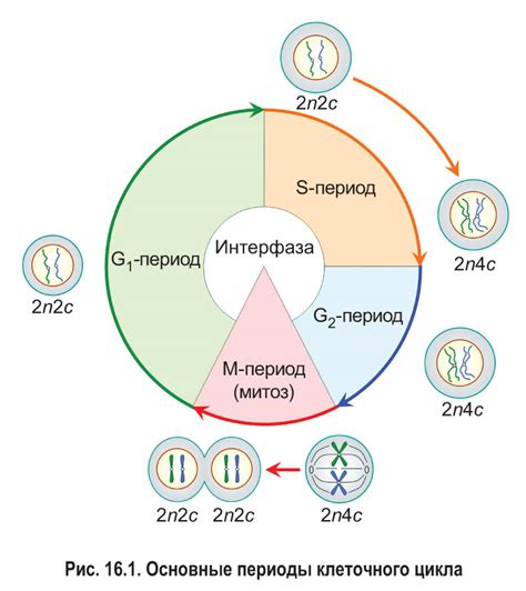 Влияние центриолей на процессы клеточной дифференциации