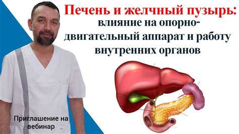 Влияние цикория на желчный пузырь