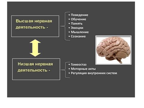 Влияние эмоций на когнитивные функции мозга