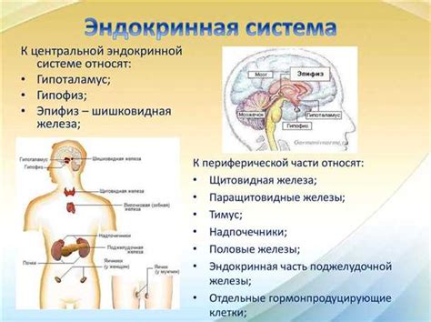 Влияние эндокринной системы на процесс старени