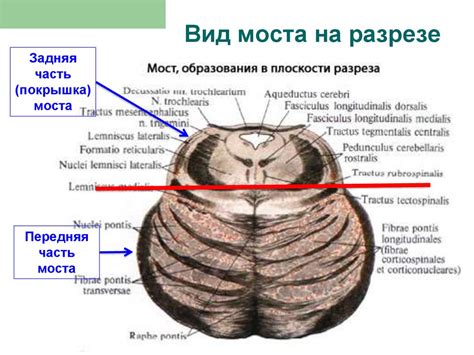 Внутренняя структура моста