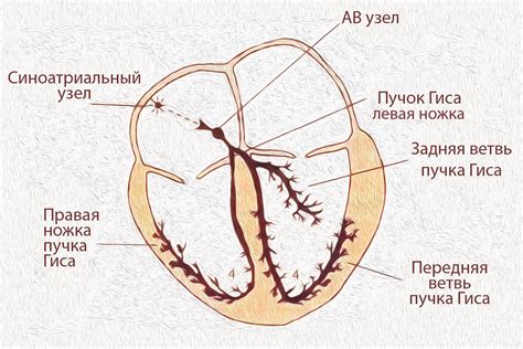 Внутрижелудочковая проводимость