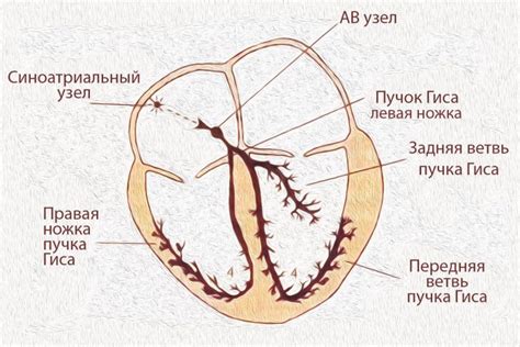 Внутрижелудочковая проводимость сердца у подростков