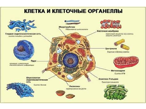 Внутриклеточные органеллы обоих типов клеток