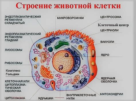 Вода участвует в создании клеточной структуры