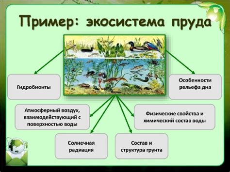 Водная экосистема и многообразие жизни в ней