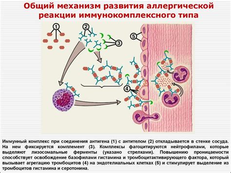 Воздействие крыс на организм: причины развития аллергических реакций