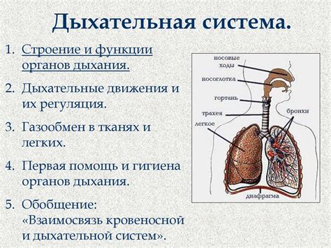 Воздействие микроорганизмов на органы дыхания: их роль и влияние