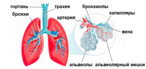 Воздействие на дыхательную систему