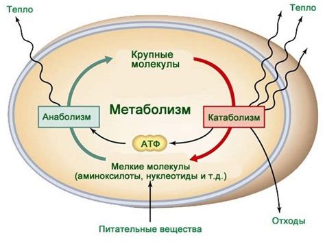 Воздействие на процессы метаболизма