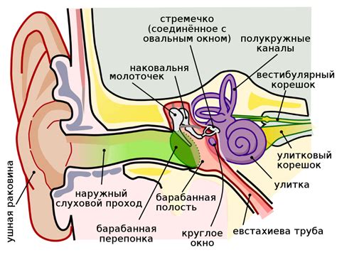 Воздействие продувания ушной раковины на воспалительные процессы в полости среднего уха