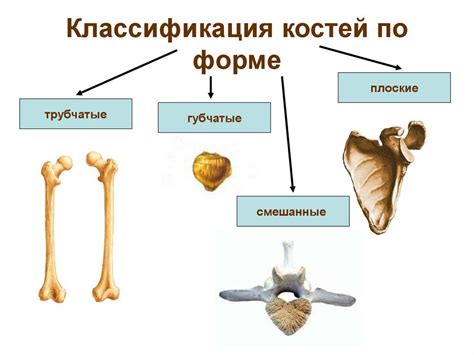 Воздействие физиологических факторов на здоровье костей и степень их укрепления