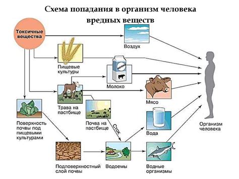 Возможность передачи вредных веществ из чугунных посуд в продукты питания