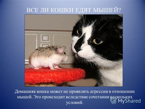 Возможные последствия поедания мыши