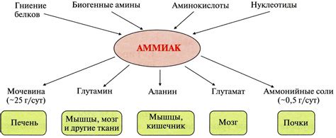 Возможные причины повышения аммиака в организме