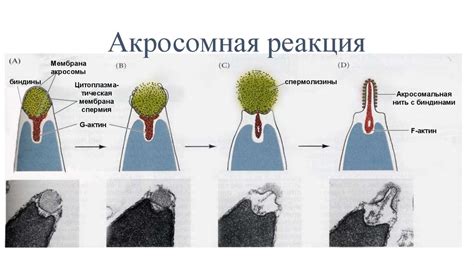 Возникновение двухъядерных клеток: роль полиспермии