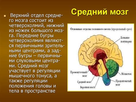 Возрастные особенности мозга