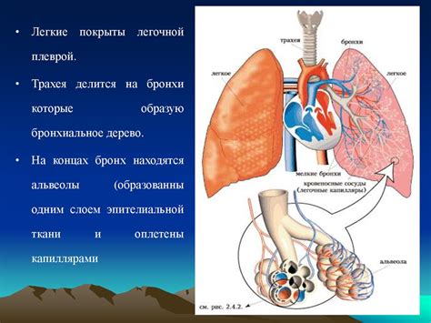 Возраст и изменения в структуре дыхательной системы