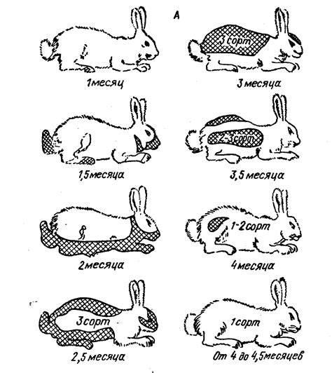 Возраст кролика и подход к обучению