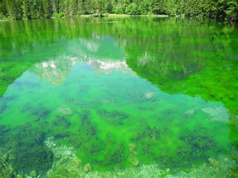 Вредность зеленой воды