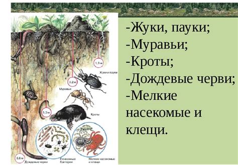 Вредные и полезные организмы, которые могут появиться в почве после внесения навоза